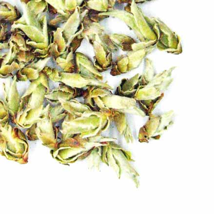 Jinggu - Bourgeons de théiers sauvages